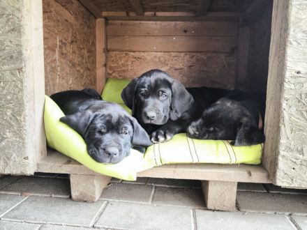 Cane Corso(Presa Canario) /Dt. Dogge Mix Welpen