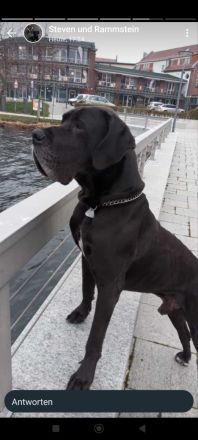 Cane Corso(Presa Canario) /Dt. Dogge Mix Welpen