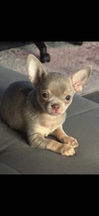 Chihuahua Mini Rüde