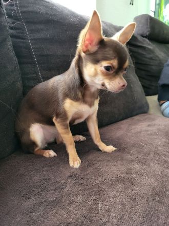 Chihuahua Mini Rüde