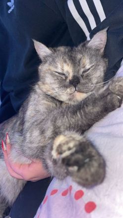 Liebevolle Hauskatze sucht Zuhause