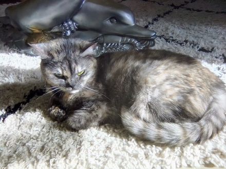 Liebevolle Hauskatze sucht Zuhause