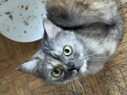 Liebevolle Hauskatze sucht Zuhause