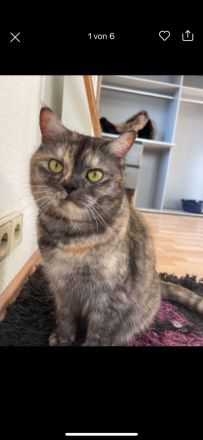 Liebevolle Hauskatze sucht Zuhause
