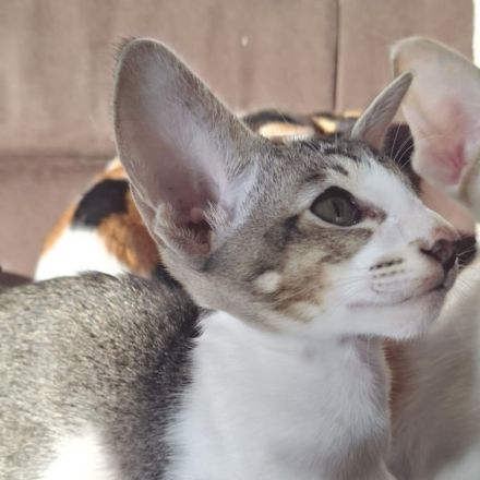 Superliebe und zutrauliche Orientalisch Kurzhaar Kätzin.