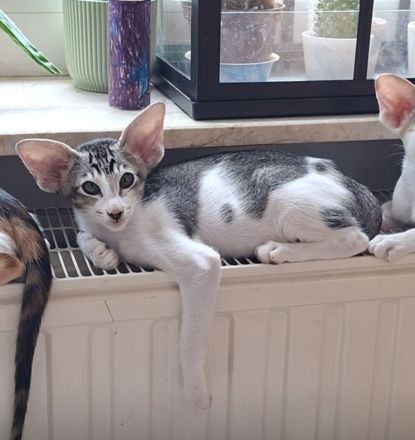 Superliebe und zutrauliche Orientalisch Kurzhaar Kätzin.