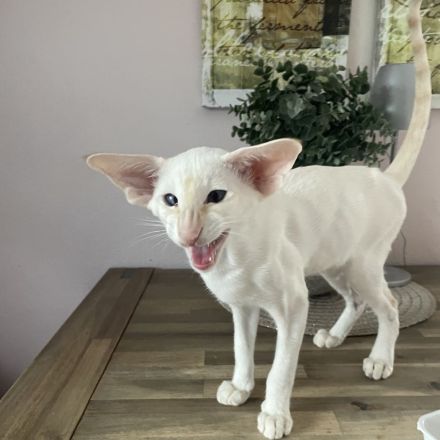 Moderne, Typvolle Siamkatzen Kitten und OKH