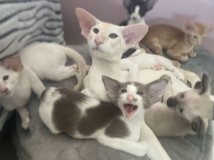 Moderne, Typvolle Siamkatzen Kitten und OKH