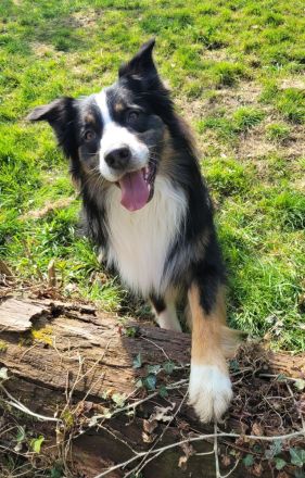 Australian Shepherd, erfahrener Deckrüde Black tri