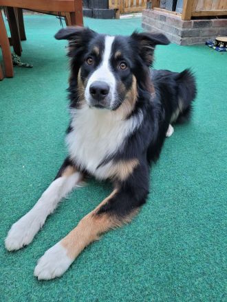 Australian Shepherd, erfahrener Deckrüde Black tri