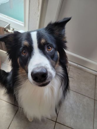 Australian Shepherd, erfahrener Deckrüde Black tri