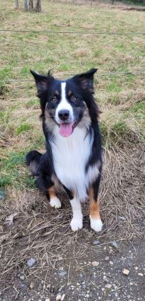 Australian Shepherd, erfahrener Deckrüde Black tri