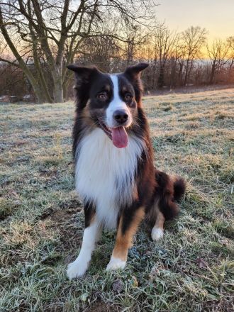 Australian Shepherd, erfahrener Deckrüde Black tri