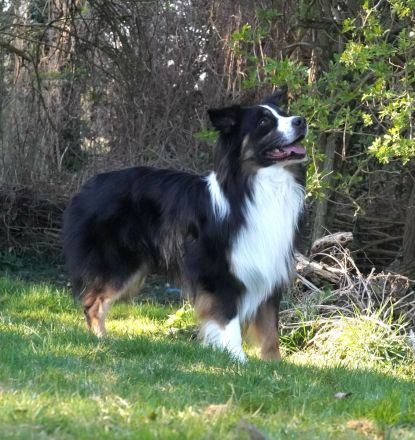 Australian Shepherd, erfahrener Deckrüde Black tri