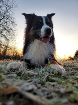 Australian Shepherd, erfahrener Deckrüde Black tri