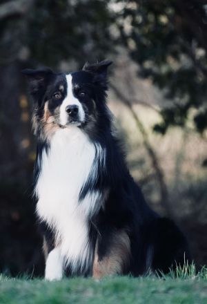 Australian Shepherd, erfahrener Deckrüde Black tri