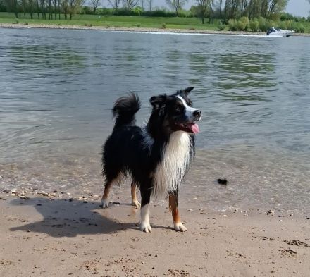 Australian Shepherd, erfahrener Deckrüde Black tri