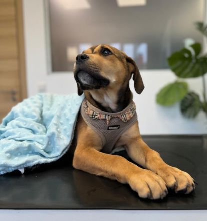 Misha, geb. ca. 12/2023, lebt in GRIECHENLAND, auf einer privaten Pflegestelle