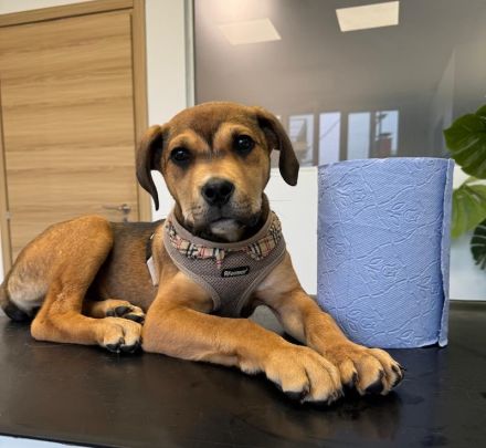 Misha, geb. ca. 12/2023, lebt in GRIECHENLAND, auf einer privaten Pflegestelle