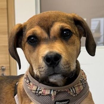 Misha, geb. ca. 12/2023, lebt in GRIECHENLAND, auf einer privaten Pflegestelle