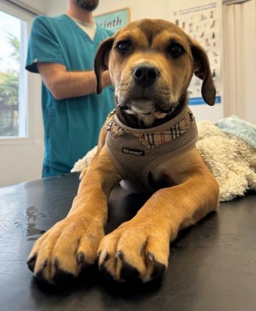 Misha, geb. ca. 12/2023, lebt in GRIECHENLAND, auf einer privaten Pflegestelle