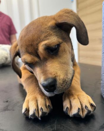 Misha, geb. ca. 12/2023, lebt in GRIECHENLAND, auf einer privaten Pflegestelle