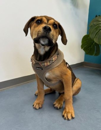 Misha, geb. ca. 12/2023, lebt in GRIECHENLAND, auf einer privaten Pflegestelle