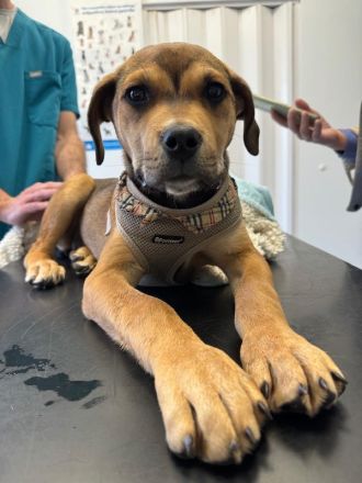 Misha, geb. ca. 12/2023, lebt in GRIECHENLAND, auf einer privaten Pflegestelle