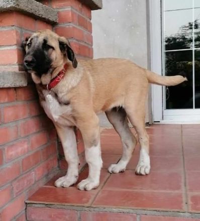 Uko, geb. 11/2023, GRIECHENLAND, auf einem Gelände, auf dem die Hunde notdürftig versorgt werden