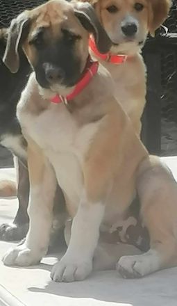 Uko, geb. 11/2023, GRIECHENLAND, auf einem Gelände, auf dem die Hunde notdürftig versorgt werden