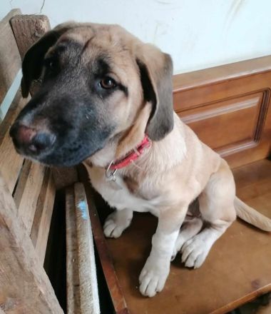 Uko, geb. 11/2023, GRIECHENLAND, auf einem Gelände, auf dem die Hunde notdürftig versorgt werden