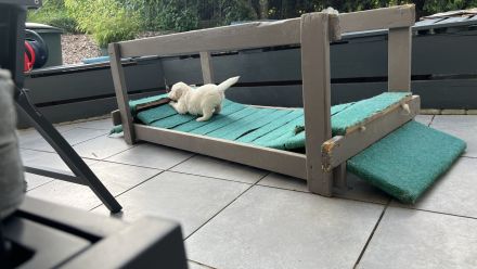 Golden Retriever Welpen