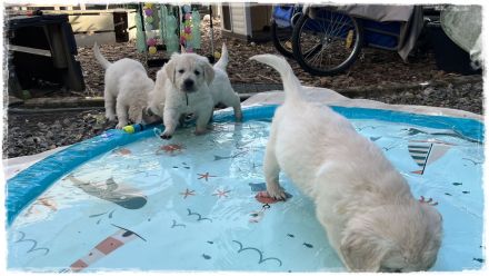 Golden Retriever Welpen