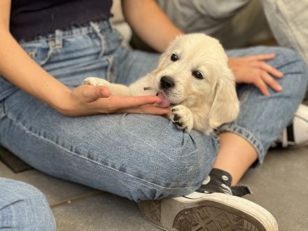 Golden Retriever Welpen