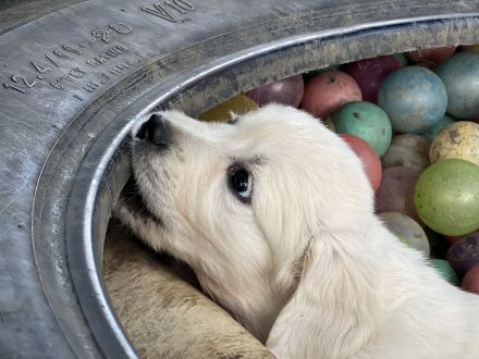 Golden Retriever Welpen