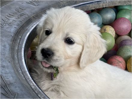 Golden Retriever Welpen