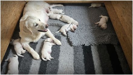 Golden Retriever Welpen