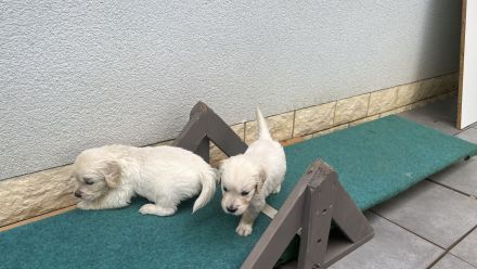 Golden Retriever Welpen
