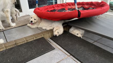 Golden Retriever Welpen