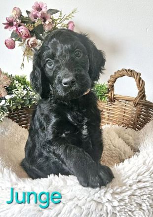 wir möchten ausziehen - Irish Doodle Welpen