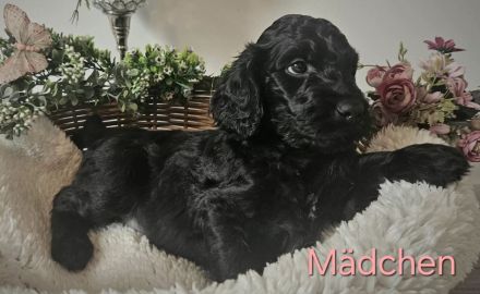 wir möchten ausziehen - Irish Doodle Welpen