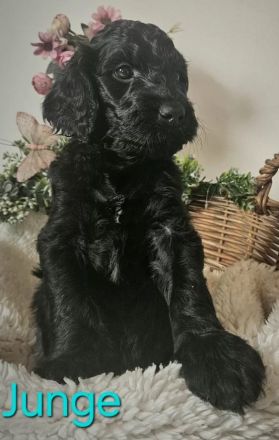 wir möchten ausziehen - Irish Doodle Welpen