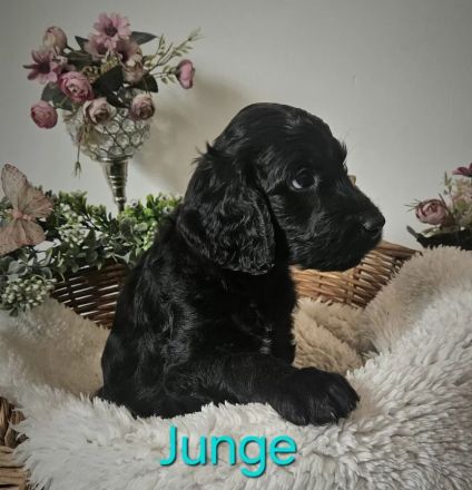 wir möchten ausziehen - Irish Doodle Welpen