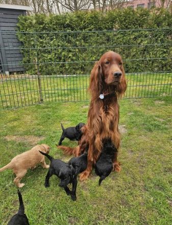 wir möchten ausziehen - Irish Doodle Welpen