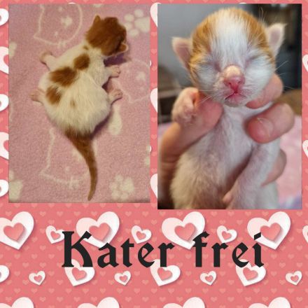 reinrassige Türkisch Van Kitten m. Stammbaum