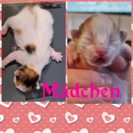 reinrassige Türkisch Van Kitten m. Stammbaum