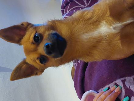 Rüde wunderschön sucht Neue haus