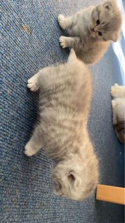 Reinrassige BKH Kater und Katze