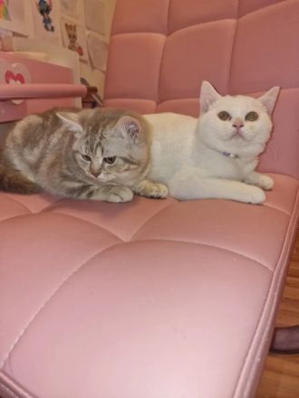 BKH Britisch kurzhaar Kitten