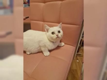 BKH Britisch kurzhaar Kitten